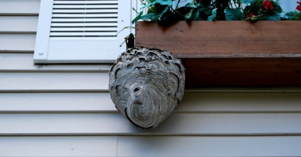 Miért fontos a darázsirtás elvégzése még ma?